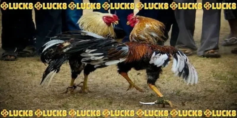 Chọi kê cựa dao cùng kiến thức trọng tâm