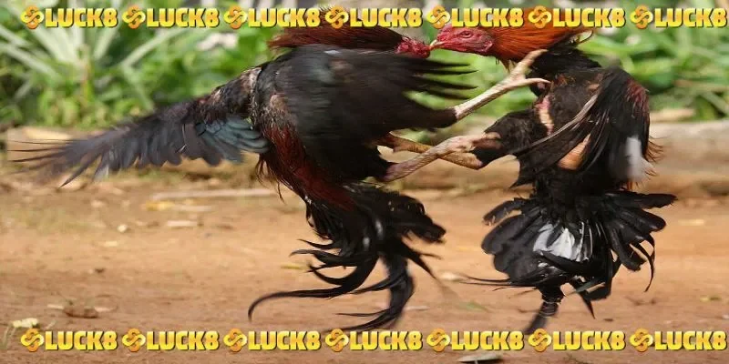 Tổng hợp một số loại hình đá gà trực tiếp C1 hôm nay