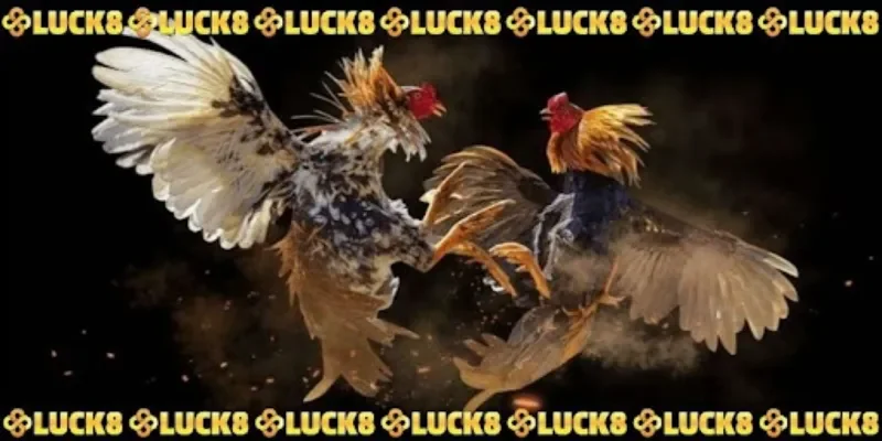 Trải nghiệm cược chọi kê cựa dao thú vị