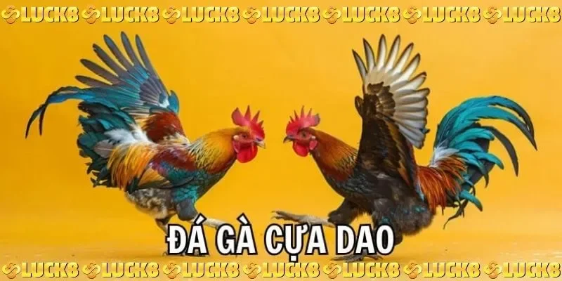 trực tiếp đá gà cựa dao hôm nay